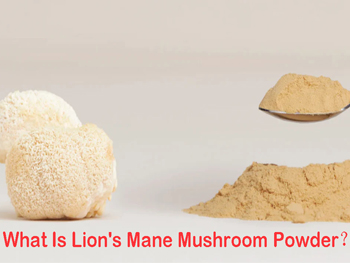 What Is Lion's Mane Mushroom Powder？